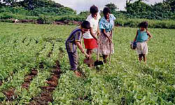 Cuba Expects High Ag Harvest
